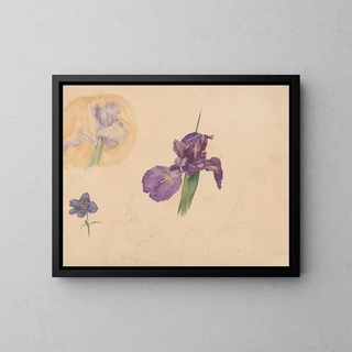 Willem van Konijnenburg - Studies van een iris en ridderspoor.webp