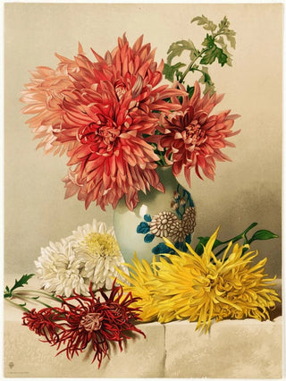 William Duffield - Chrysanthemums.webp