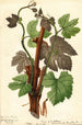 Vitis Hartford Prolific — näkymä teoksesta