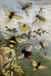 Hymenoptera - William Houghton — näkymä teoksesta