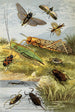 Rhynchotes Orthoptera - William Houghton — näkymä teoksesta