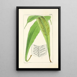 William Jackson Hooker - A century of ferns Pl30.webp