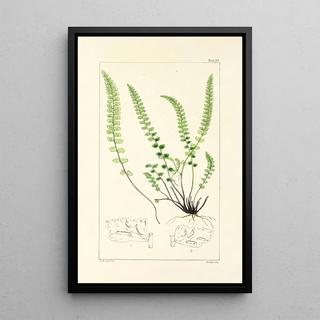William Jackson Hooker - A century of ferns Pl32.webp