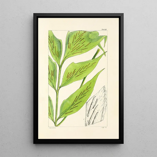 William Jackson Hooker - A century of ferns Pl37.webp