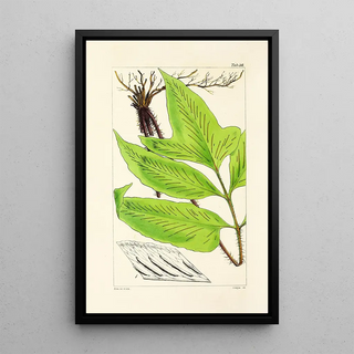 William Jackson Hooker - A century of ferns Pl38.webp