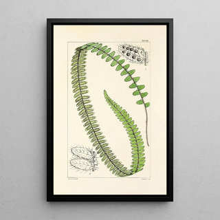 William Jackson Hooker - A century of ferns Pl46.webp