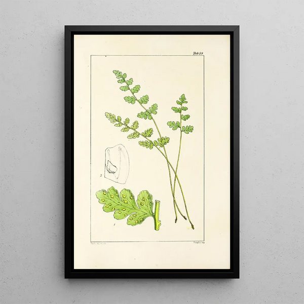 William Jackson Hooker - A century of ferns Pl57.webp