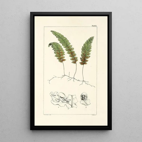 William Jackson Hooker - A century of ferns Pl62.webp