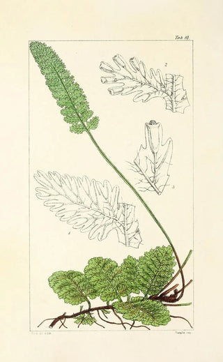 William Jackson Hooker - A century of ferns Pl77.webp