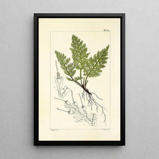 William Jackson Hooker - A century of ferns Pl78.webp