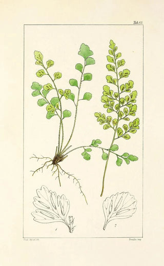 William Jackson Hooker - A century of ferns Pl79.webp