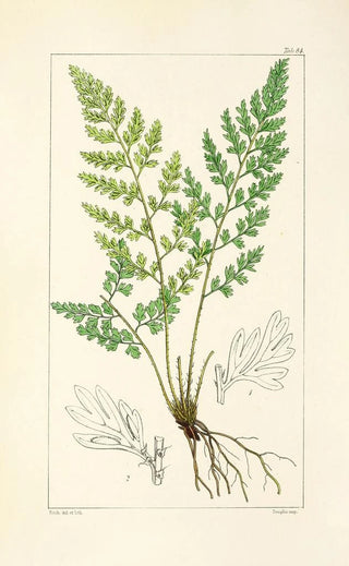 William Jackson Hooker - A century of ferns Pl80.webp