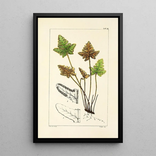 William Jackson Hooker - A century of ferns Pl87.webp
