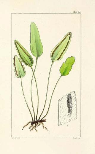 William Jackson Hooker - A century of ferns Pl90.webp