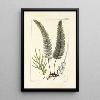 William Jackson Hooker - A century of ferns Pl93.webp