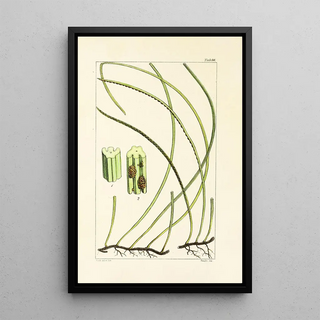 William Jackson Hooker - A century of ferns Pl94.webp
