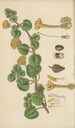 Abronia arenaria - William Jackson Hooker — näkymä teoksesta