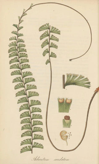 William Jackson Hooker - Adiantum caudatum.webp