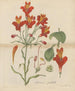 Belle alstroemeria - William Jackson Hooker — näkymä teoksesta