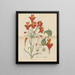 Belle alstroemeria - William Jackson Hooker — kehystetty taideteos seinällä