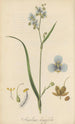 Aneilema longifolia - William Jackson Hooker — näkymä teoksesta