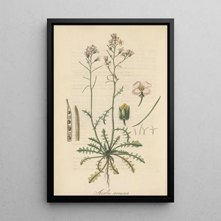 William Jackson Hooker - Arabis arenosa.webp