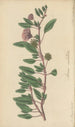 Arbronia umbellata - William Jackson Hooker — näkymä teoksesta