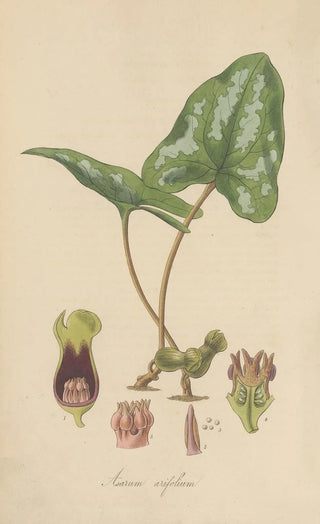 William Jackson Hooker - Asarum arifolium.webp