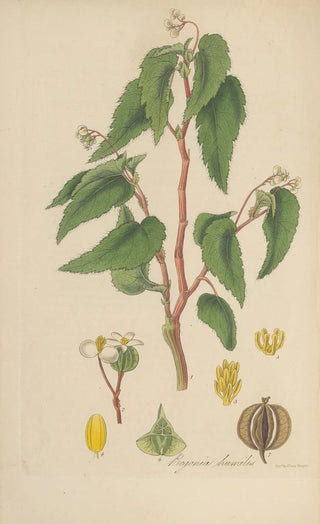 William Jackson Hooker - Begonia humilis.webp