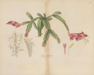 Cactus tronqué - William Jackson Hooker — näkymä teoksesta