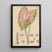 Caladium bicolor - William Jackson Hooker — kehystetty taideteos seinällä