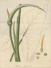 Un caladium vierge - William Jackson Hooker — näkymä teoksesta