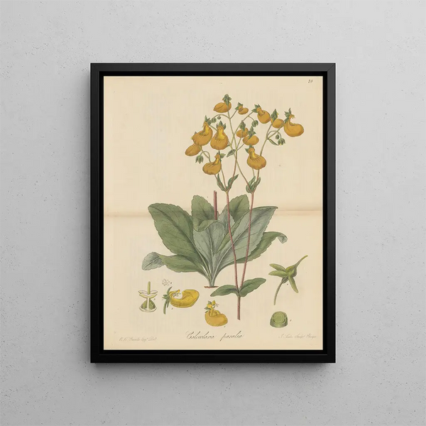 William Jackson Hooker - Calceolaria paralia.webp