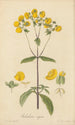 Calceolaria rugosa - William Jackson Hooker — näkymä teoksesta