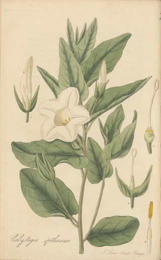 William Jackson Hooker - Calystegia spithamaea.webp