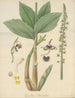 Cymbidium bituberculatum - William Jackson Hooker — näkymä teoksesta