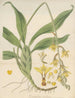 Dendrobium pubescens - William Jackson Hooker — näkymä teoksesta