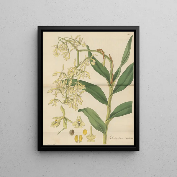 William Jackson Hooker - Epidendrum nutans.webp