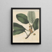 Ficus coriacea - William Jackson Hooker — kehystetty taideteos seinällä