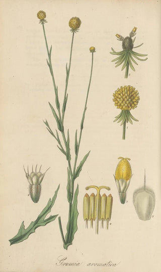 William Jackson Hooker - Graemia aromatica.webp