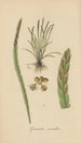 Grammitis serrulata - William Jackson Hooker — näkymä teoksesta