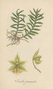 Isochilus graminoides - William Jackson Hooker — näkymä teoksesta