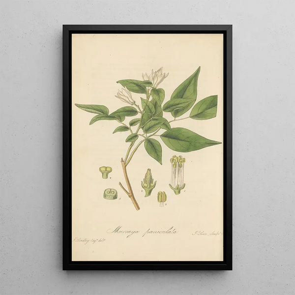 William Jackson Hooker - Murraya paniculata.webp