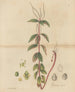 Peperomia blanda - William Jackson Hooker — näkymä teoksesta