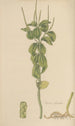 Peperomia polystachia - William Jackson Hooker — näkymä teoksesta