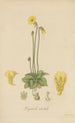Pinguicula edentula - William Jackson Hooker — näkymä teoksesta