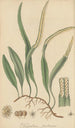 Polypodium pertusum - William Jackson Hooker — näkymä teoksesta