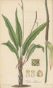 Pothos Harrisii - William Jackson Hooker — näkymä teoksesta