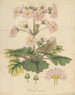 Primula sinensis - William Jackson Hooker — näkymä teoksesta