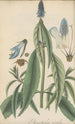 Pycnostachys coerulea - William Jackson Hooker — näkymä teoksesta